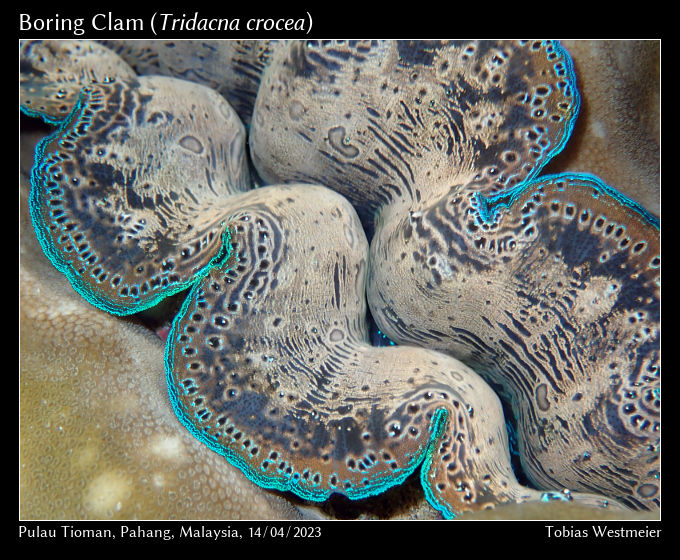 Boring Clam (Tridacna crocea)