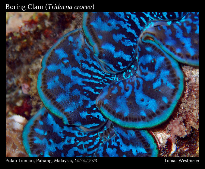 Boring Clam (Tridacna crocea)