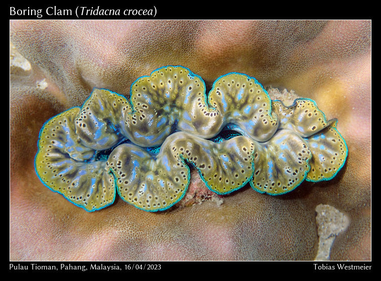 Boring Clam (Tridacna crocea)