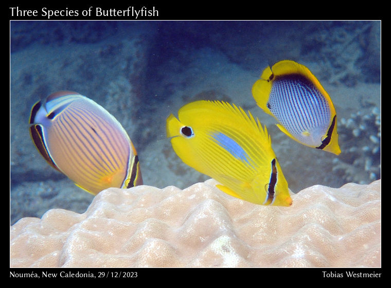 Chaetodon lunulatus, Chaetodon plebeius and Chaetodon melannotus