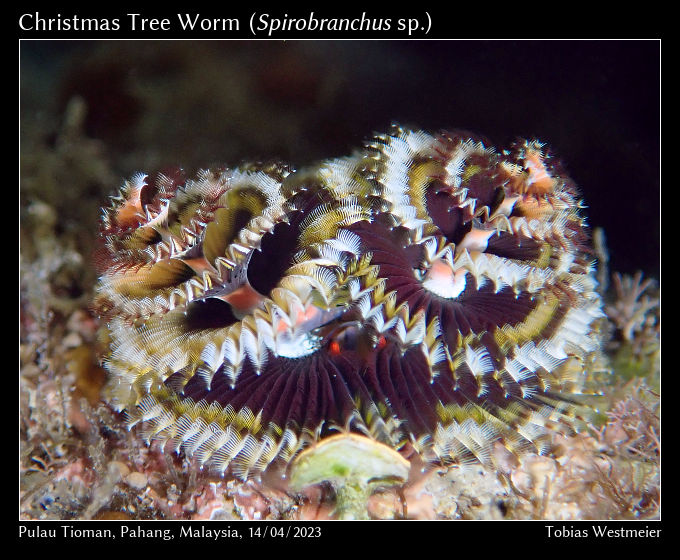 Christmas Tree Worm (Spirobranchus sp.)