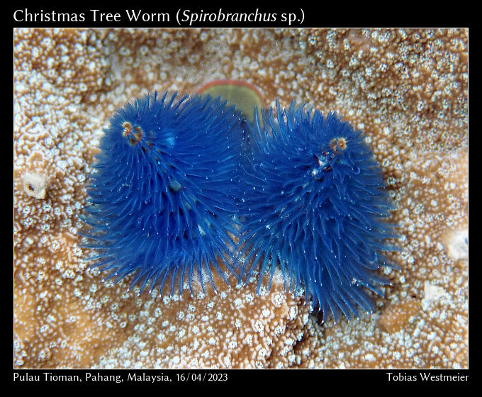 Christmas Tree Worm (Spirobranchus sp.)