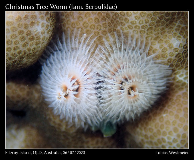 Christmas Tree Worm (Spirobranchus sp.)