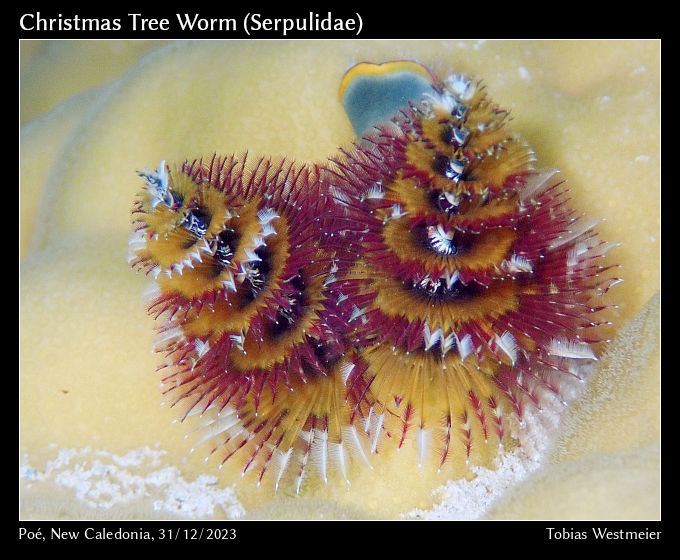 Christmas Tree Worm (Sabellidae)