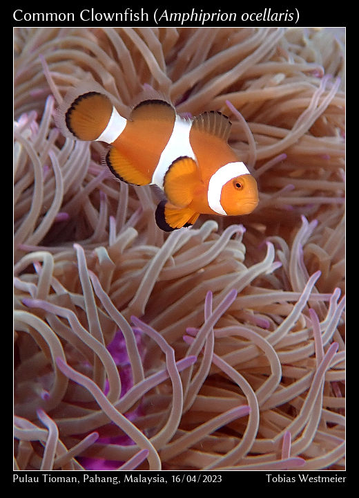 Common Clownfish (Amphiprion ocellaris)