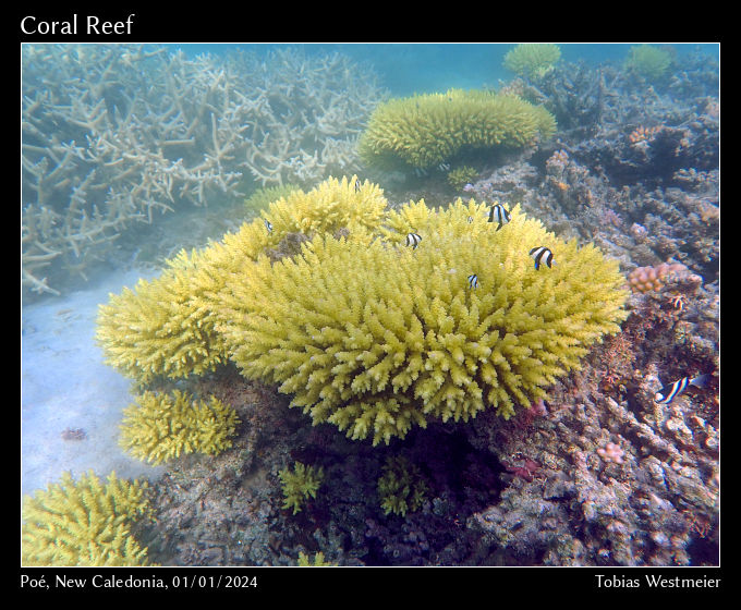 Coral Reef, Poé