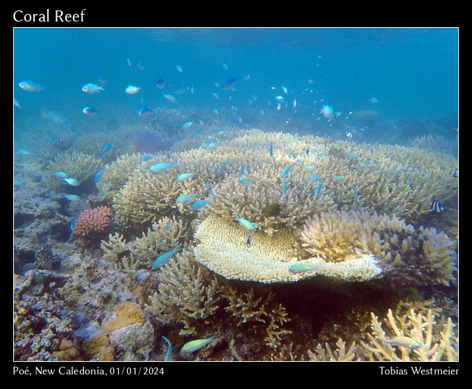 Coral Reef, Poé