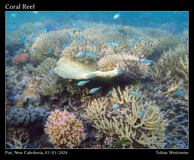 Coral Reef, Poé
