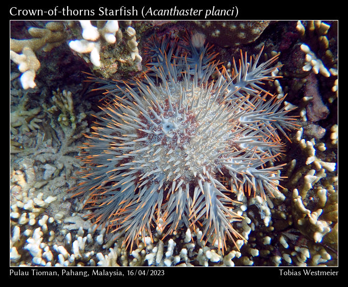 Crown-of-thorns Starfish (Acanthaster planci)