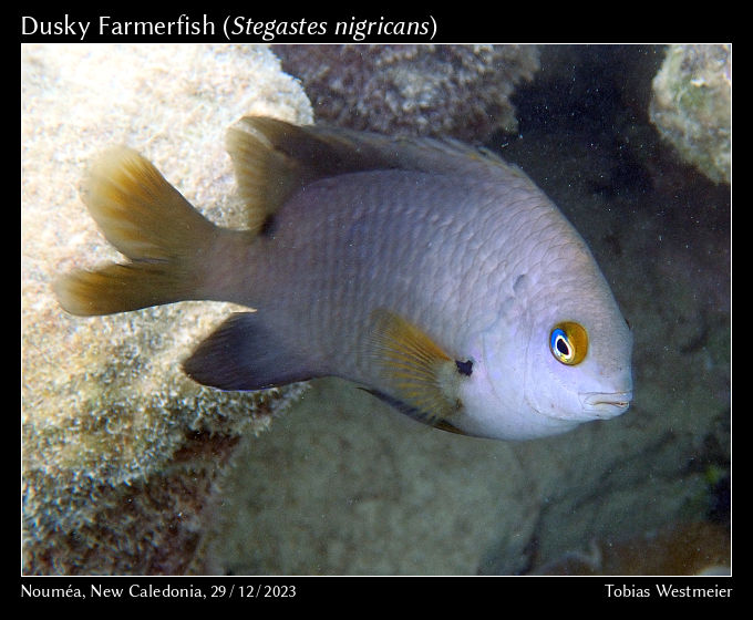 Dusky Farmerfish (Stegastes nigricans)