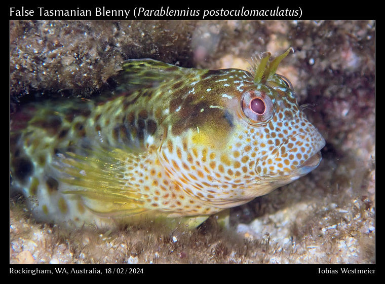 False Tasmanian Blenny (Parablennius postoculomaculatus)