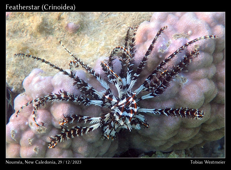 Featherstar (Crinoidea)