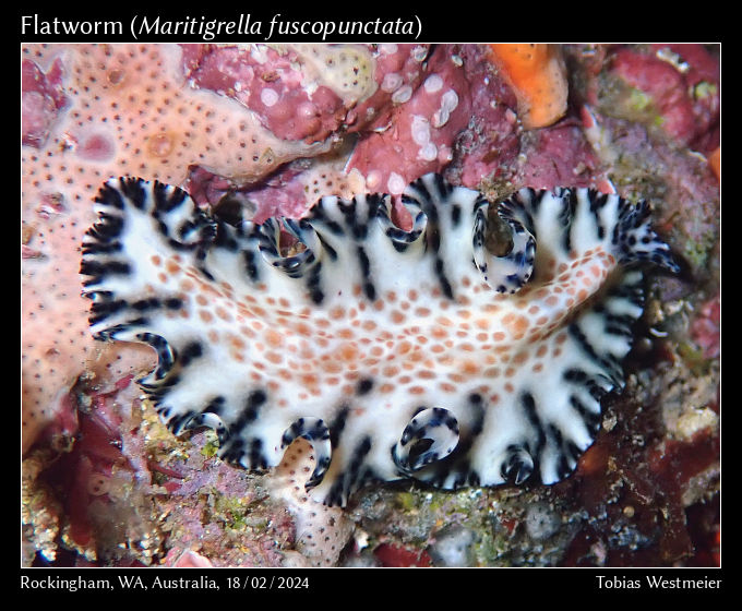 Flatworm (Maritigrella fuscopunctata)