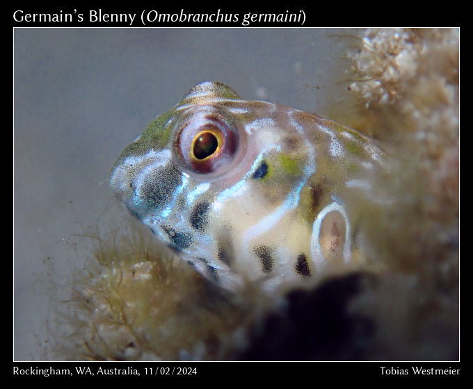 Germain’s Blenny (Omobranchus germaini)