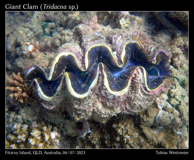 Giant Clam (Tridacna sp.)