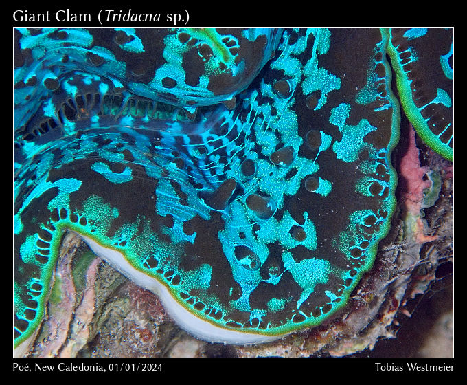 Giant Clam (Tridacna sp.)