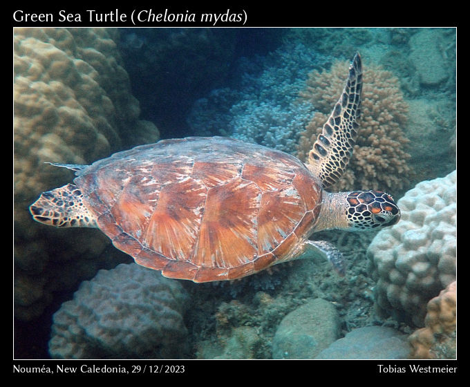 Green Sea Turtle (Chelonia mydas)