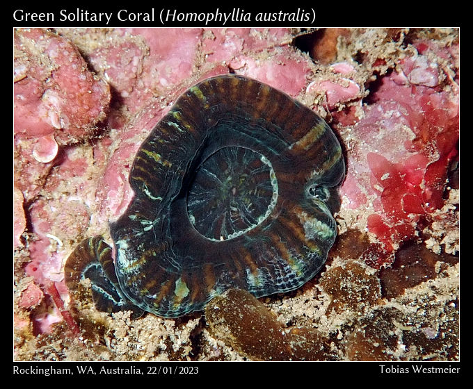 Green Solitary Coral (Homophyllia australis)