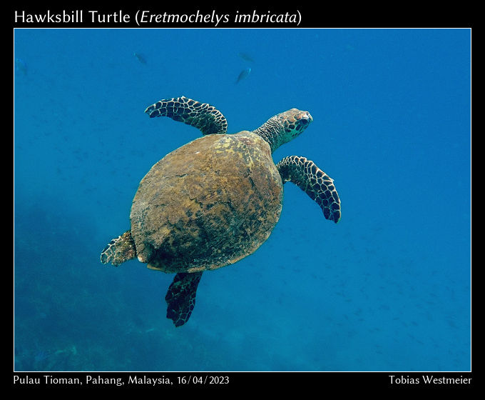 Hawksbill Sea Turtle (Eretmochelys imbricata)