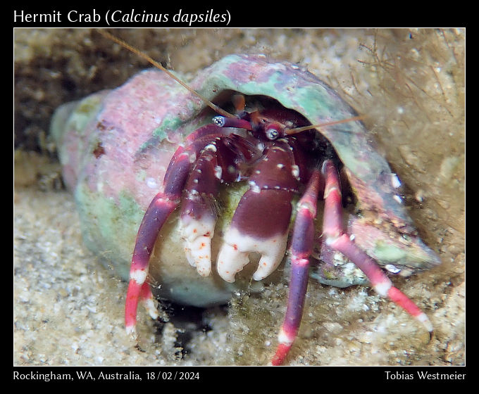 Hermit Crab (Calcinus sp.)