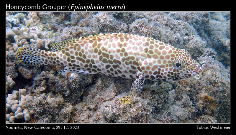 Honeycomb Grouper (Epinephelus merra)