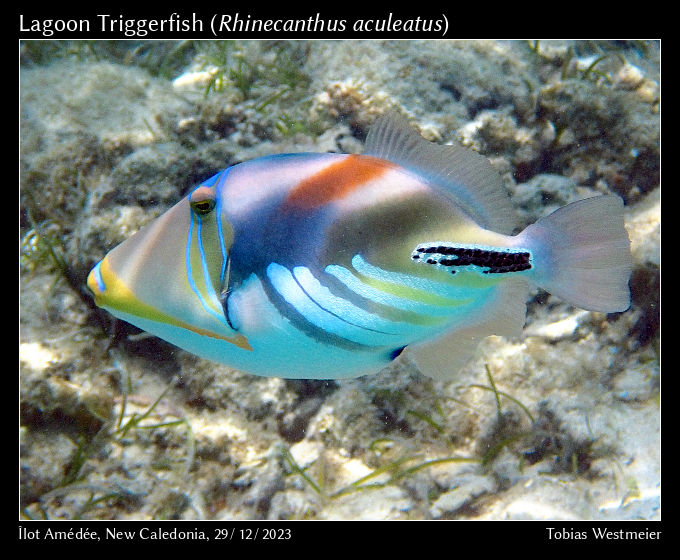 Lagoon Triggerfish (Rhinecanthus aculeatus)