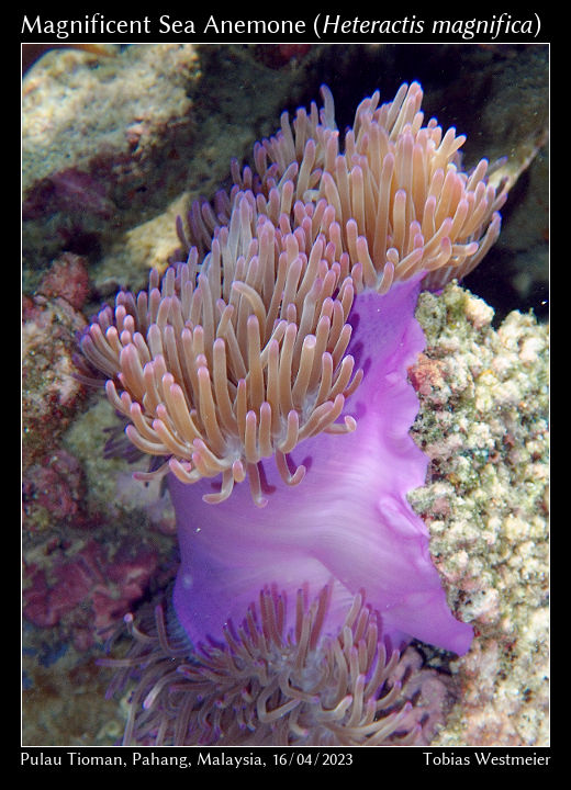 Magnificent Sea Anemone (Heteractis magnifica)