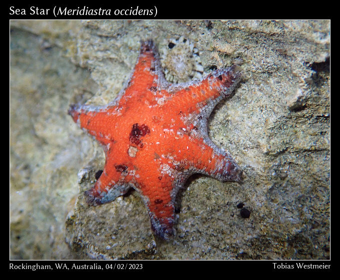 Sea Star (Meridiastra occidens)