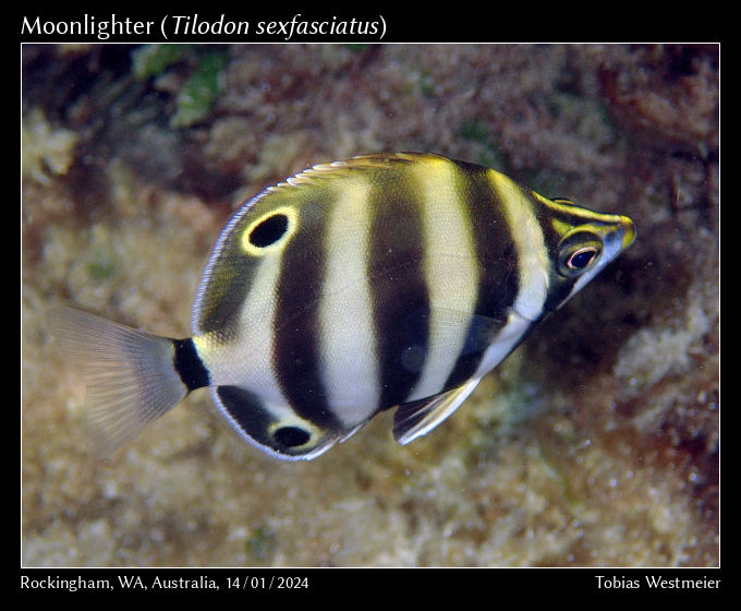 Moonlighter (Tilodon sexfasciatus)