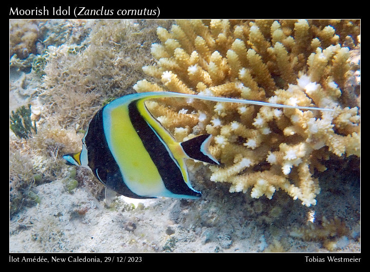 Moorish Idol (Zanclus cornutus)