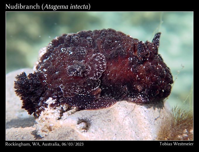 Nudibranch (Atagema intecta)