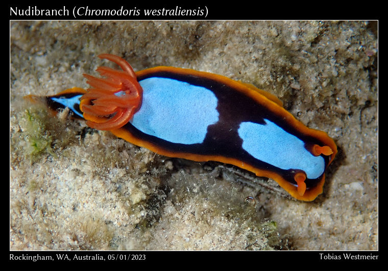 Nudibranch (Chromodoris westraliensis)