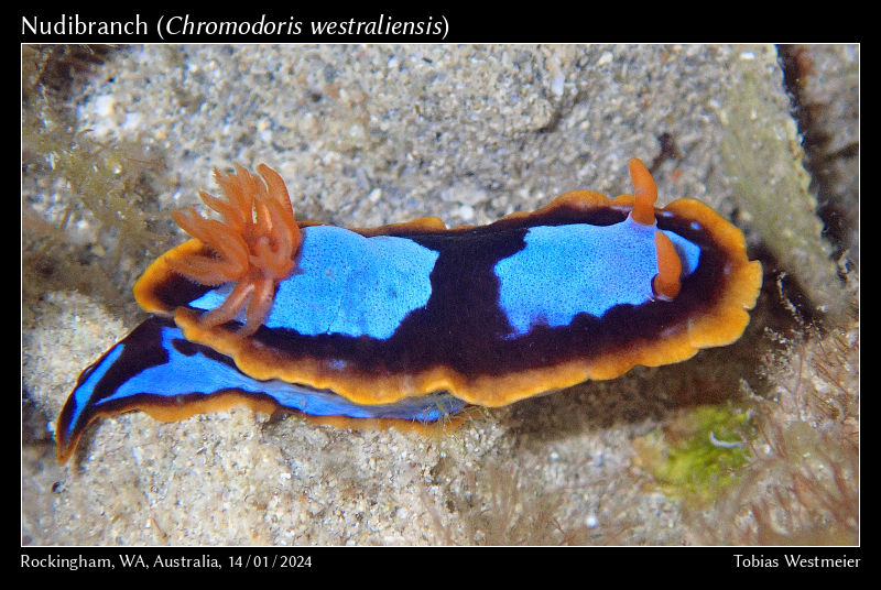 Nudibranch (Chromodoris westraliensis)
