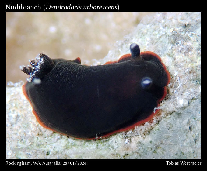 Nudibranch (Dendrodoris arborescens)