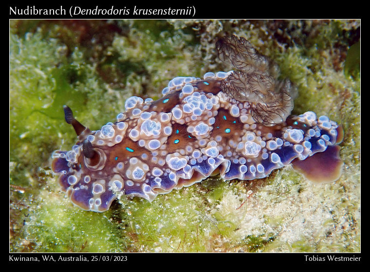 Nudibranch (Dendrodoris krusensternii)