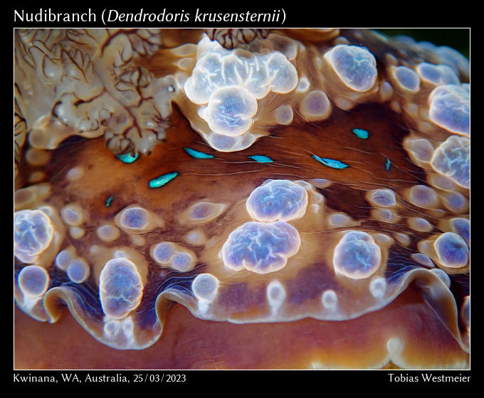 Nudibranch (Dendrodoris krusensternii)