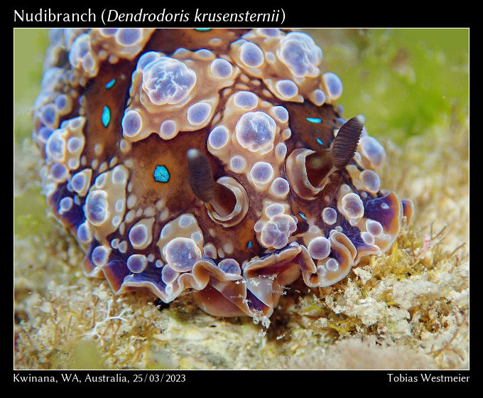 Nudibranch (Dendrodoris krusensternii)