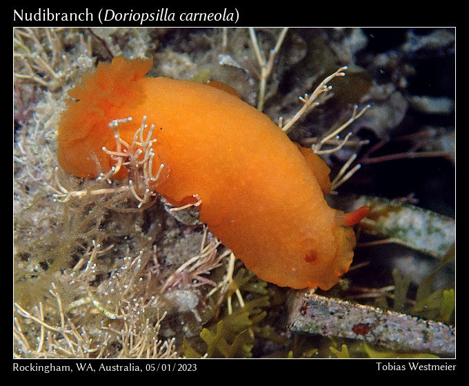 Nudibranch (Doriopsilla carneola)