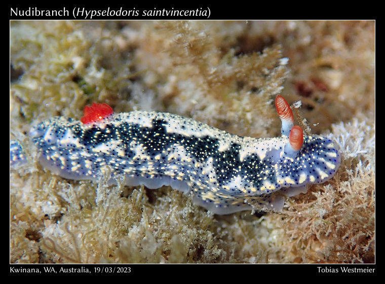 Nudibranch (Hypselodoris saintvincentia)