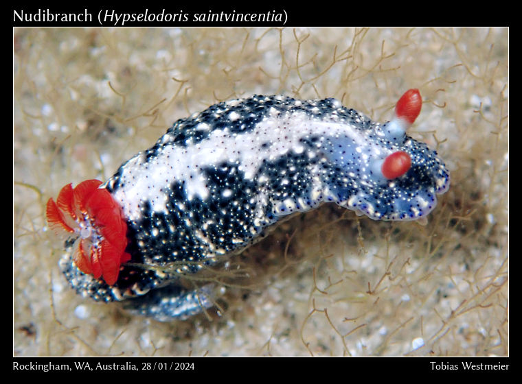 Nudibranch (Hypselodoris saintvincentia)