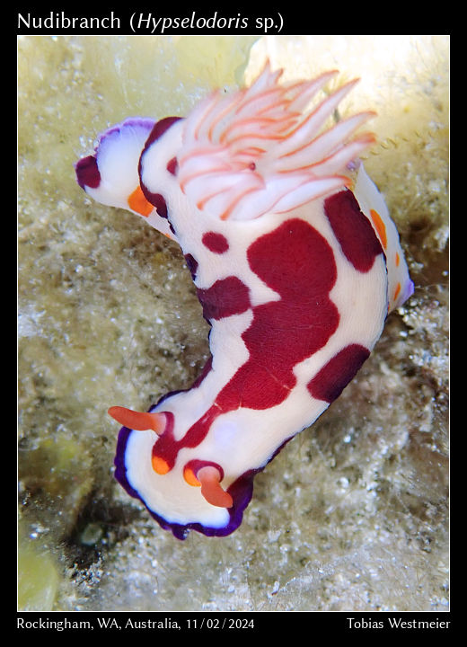 Nudibranch (Hypselodoris sp.)