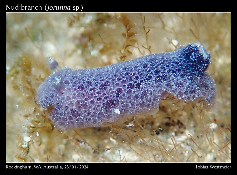 Nudibranch (Jorunna sp.)