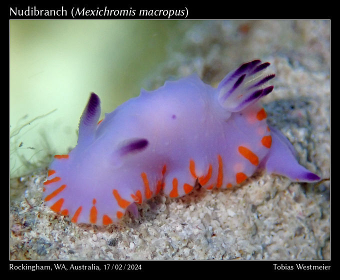 Nudibranch (Mexichromis macropus)