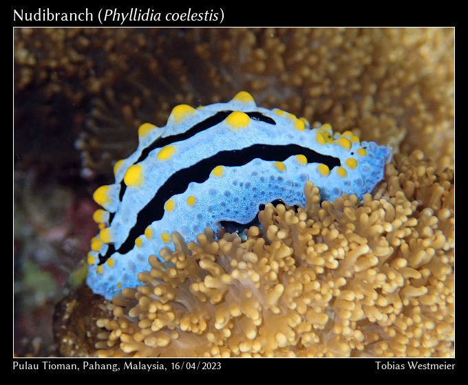 Nudibranch (Phyllidia coelestis)