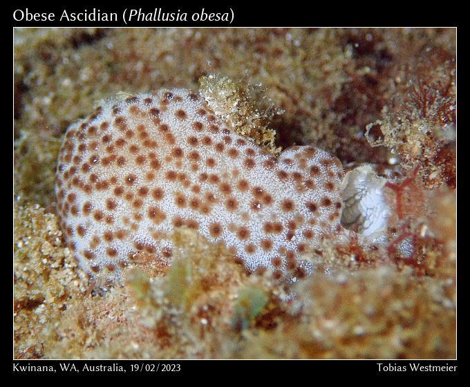 Obese Ascidian (Phallusia obesa)
