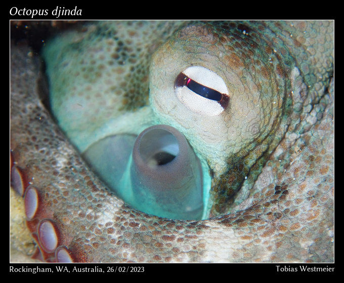 Octopus djinda