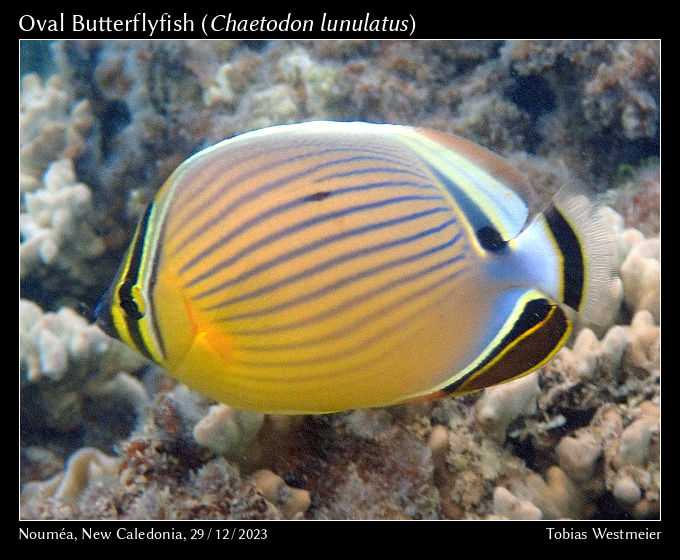 Oval Butterflyfish (Chaetodon lunulatus)