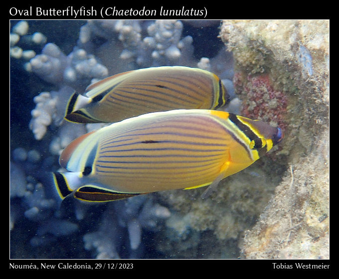 Oval Butterflyfish (Chaetodon lunulatus)