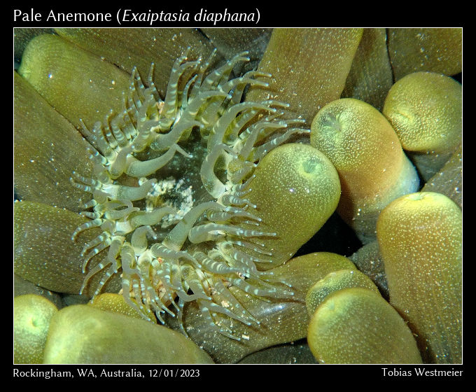 Pale Anemone (Exaiptasia diaphana)