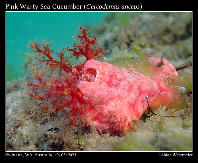 Pink Warty Sea Cucumber (Cercodemas anceps)